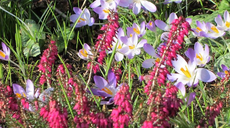 130217 crocus & heather