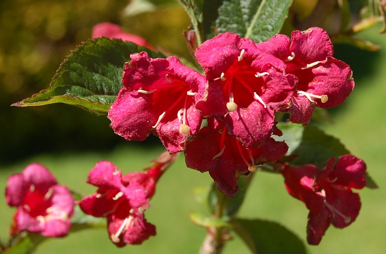 Spectacular colours of our weigela 'Bristol Ruby'
