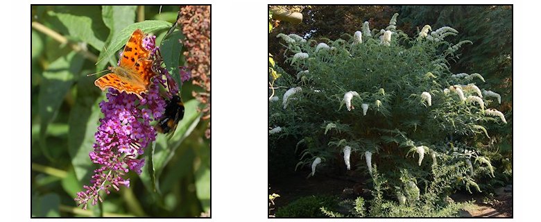 Buddleia davidii and white spirea: 20th August 2013