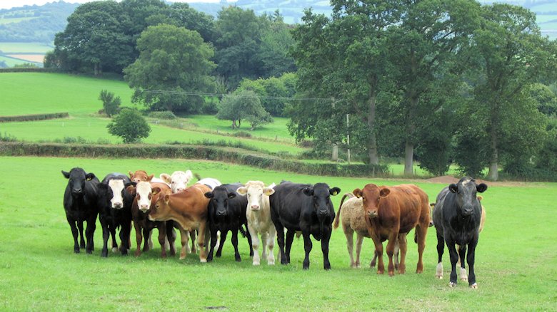 Group of curious cattle at Clifford, Herefordshire: 20th August 2013