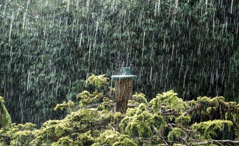 birdhouse-in-rain
